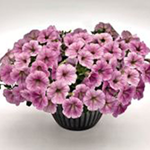 ������� ��������� (Petunia trailing F1) Success! Silver Vein, 5 ��. �����