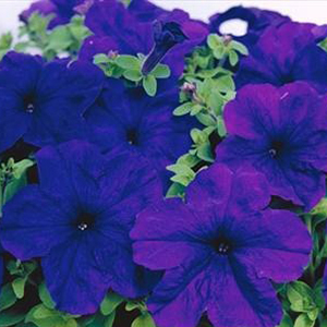 ������� ��������������� (Petunia grandiflora F1) Eagle Blue, 10 ��. �����