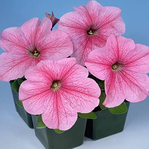 ������� ��������������� (Petunia grandiflora F1) Eagle Pastel Pink, 10 ��. �����