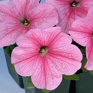 ������� ��������������� (Petunia grandiflora F1) Eagle Pastel Pink, 10 ��. �����