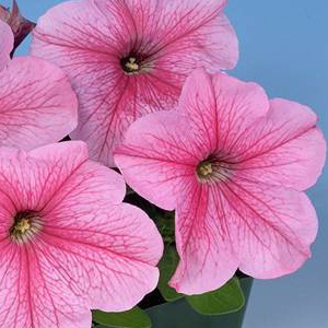 ������� ��������������� (Petunia grandiflora F1) Eagle Pastel Pink, 10 ��. �����