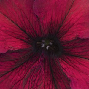 ������� ��������������� (Petunia grandiflora F1) Supercascade Burgundy, 5 ��. �����