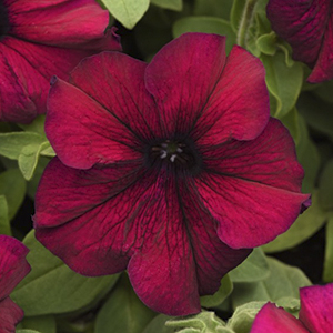 ������� ��������������� (Petunia grandiflora F1) Supercascade Burgundy, 5 ��. �����