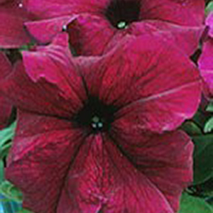 ������� ��������������� (Petunia grandiflora F1) Supercascade Burgundy, 5 ��. �����