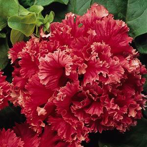 ������� �������� (Petunia grandiflora F1 double) Valentine, 5 ��. �����