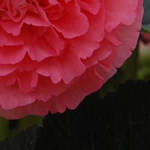 ������� ��������� (Begonia tuberosa) Amerihybrid Ruffled Pink, 1 �� �����