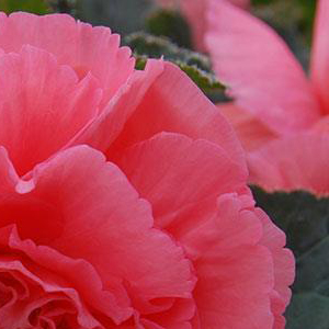 ������� ��������� (Begonia tuberosa) Amerihybrid Ruffled Pink, 1 �� �����