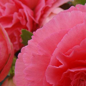 ������� ��������� (Begonia tuberosa) Amerihybrid Ruffled Pink, 1 �� �����