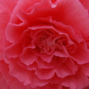 ������� ��������� (Begonia tuberosa) Amerihybrid Ruffled Pink, 1 �� �����