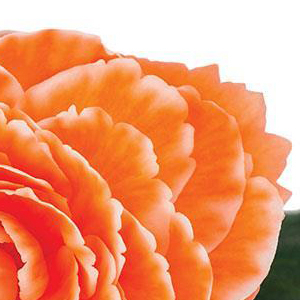 ������� ��������� (Begonia tuberosa) Amerihybrid Lace Apricot, 1 ��.  �����