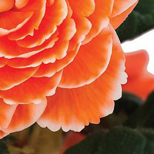 ������� ��������� (Begonia tuberosa) Amerihybrid Lace Apricot, 1 ��.  �����