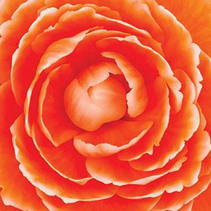 ������� ��������� (Begonia tuberosa) Amerihybrid Lace Apricot, 1 ��.  �����