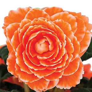 ������� ��������� (Begonia tuberosa) Amerihybrid Lace Apricot, 1 ��.  �����
