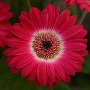 ������� ��������� (Gerbera jamesonii) Revolution Bicolor Rose White, 1 �����. �����
