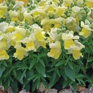������� ��� (Antirhinum majus F1) Snapshot Yellow, 10 �� �����