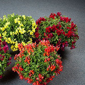 ������� ��� ��������� (Antirhinum majus F1) Candy Showers Mix, 1 ��. �����������