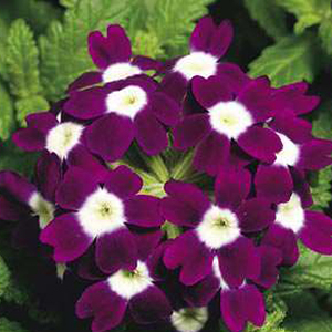 ������� ��������� (Verbena hybrida) Obsession Burgundy with Eye, 10 ��. ����� 