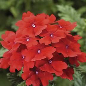 ������� ��������� (Verbena hybrida) Obsession Scarlet, 10 ��. �����