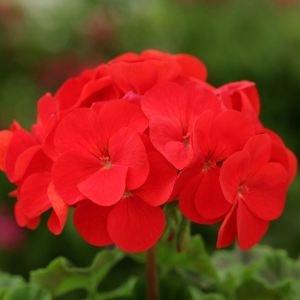 ���������� ��������� (Pelargonium hortorum F2) Dancer Red, 5 ��. �����