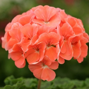 ���������� ��������� (Pelargonium hortorum F2) Dancer Salmon, 5 ��. �����