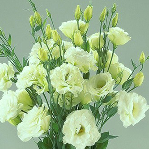 �������(���������) �������� (Eustoma grandiflorum) Super Magic Green, 5 ��. �����