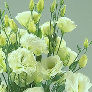 �������(���������) �������� (Eustoma grandiflorum) Super Magic Green, 5 ��. �����