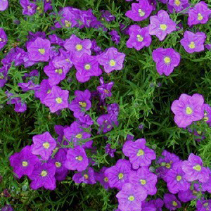 ����������� ������� (Nirenbergia hippomanica) Purple Robe, 5 ��. �����