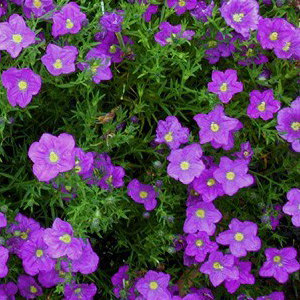 ����������� ������� (Nirenbergia hippomanica) Purple Robe, 5 ��. �����