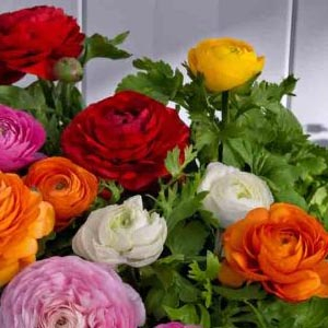 ���������� ��������� (Ranunculus asiaticus F1) Bloomingdale II Mix, 1 �. �����