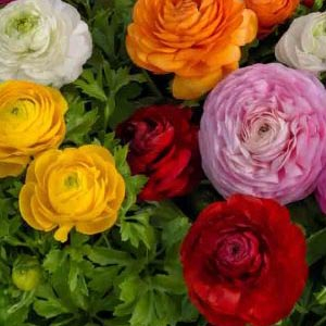 ���������� ��������� (Ranunculus asiaticus F1) Bloomingdale II Mix, 1 �. �����
