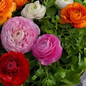 ���������� ��������� (Ranunculus asiaticus F1) Bloomingdale II Mix, 1 �. �����
