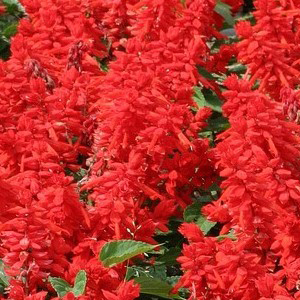 ������� ��������� (Salvia splendens) Sizzler Red, 0,1� ����� 