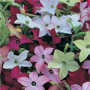 ����� �������� (Nicotiana alata) Avalon Mixed, 10 ��. �����