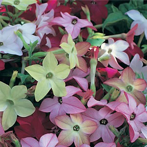 ����� �������� (Nicotiana alata) Avalon Mixed, 10 ��. �����