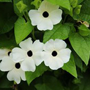 ��������� �������� (Thunbergia alata) Susie White Black Eye, 5 ��. �����