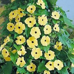 ��������� �������� (Thunbergia alata) Susie Yellow Black Eye, 5 ��. �����