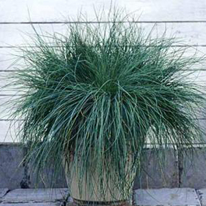 �������� ����� (Festuca cinerea) Festina, 1 �����������