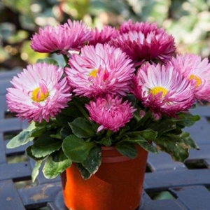���������� (Bellis perennis) Bam Bam Rose, 10 �� �����