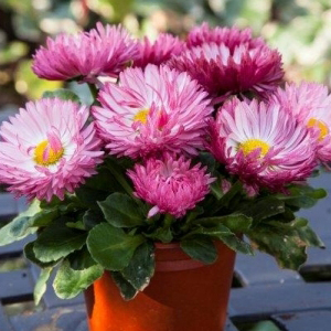 ���������� (Bellis perennis) Bam Bam Rose, 10 �� �����