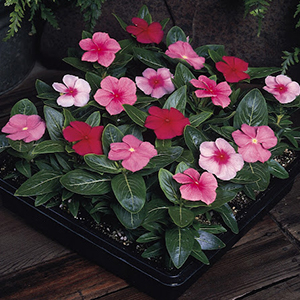 ���������� ������� (Vinca rosea) Pacifica - XP Mix, 10 �����