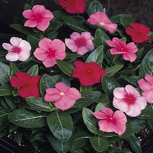 ���������� ������� (Vinca rosea) Pacifica - XP Mix, 10 �����