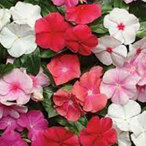���������� ������� (Vinca rosea) Pacifica - XP Mix, 10 �����