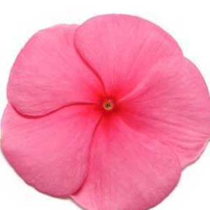 ���������� ������� (Vinca rosea) Pacifica � Xp Punch, 10 �����