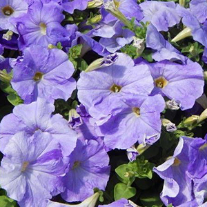 ������� �������������� (Petunia multiflora F1) Carpet Sky Blue, 10 �� �����