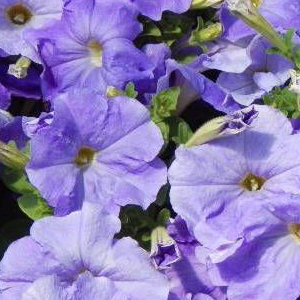 ������� �������������� (Petunia multiflora F1) Carpet Sky Blue, 10 �� �����