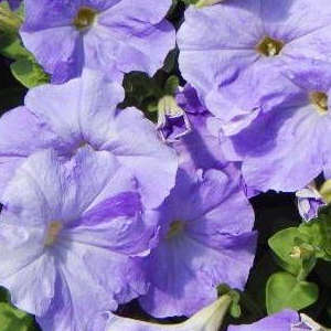 ������� �������������� (Petunia multiflora F1) Carpet Sky Blue, 10 �� �����
