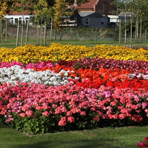 ���������� ��������� (Pelargonium hortorum F2) Dancer Mix, 5 �����