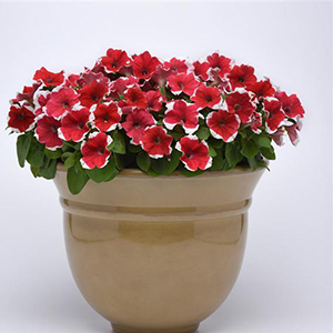 ������� �������������� (Petunia multiflora F1) Mirage Red Picotee, 10 �� �����