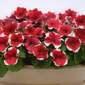 ������� �������������� (Petunia multiflora F1) Mirage Red Picotee, 10 �� �����