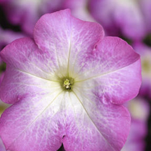 ������� ��������������� (Petunia grandiflora F1) Tritunia Pink Morn, 10 ��. �����